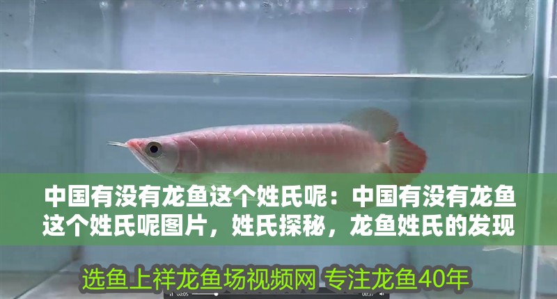 中國有沒有龍魚這個姓氏呢：中國有沒有龍魚這個姓氏呢圖片，姓氏探秘，龍魚姓氏的發(fā)現(xiàn)