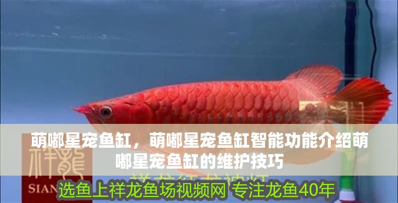 萌嘟星寵魚缸，萌嘟星寵魚缸智能功能介紹萌嘟星寵魚缸的維護技巧