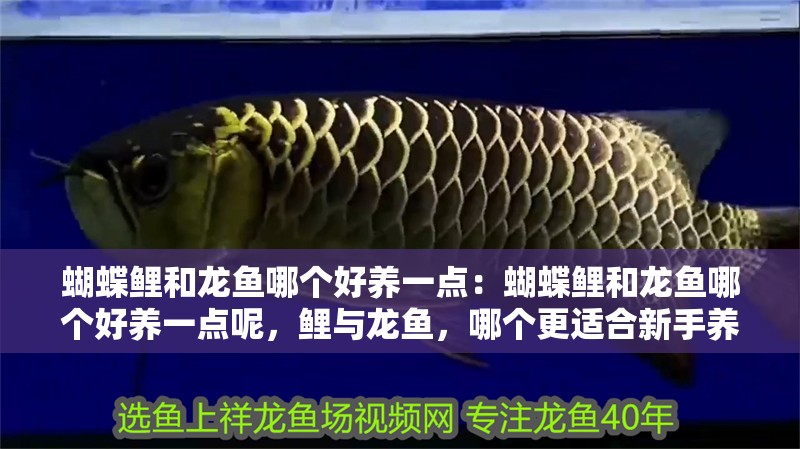 蝴蝶鯉和龍魚哪個(gè)好養(yǎng)一點(diǎn):蝴蝶鯉和龍魚哪個(gè)好養(yǎng)一點(diǎn)呢,鯉與龍魚,哪個(gè)更適合新手養(yǎng) 水族問(wèn)答 蝴蝶鯉和龍魚哪個(gè)好養(yǎng)一點(diǎn):蝴蝶鯉和龍魚哪個(gè)好養(yǎng)一點(diǎn)呢,鯉與龍魚,哪個(gè)更適合新手養(yǎng) 蝴蝶鯉和龍魚哪個(gè)好養(yǎng)一點(diǎn):蝴蝶鯉和龍魚哪個(gè)好養(yǎng)一點(diǎn)呢,鯉與龍魚,哪個(gè)更適合新手養(yǎng) 水族問(wèn)答