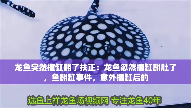 紅龍魚(yú)要用什么燈管好看呢（紅龍魚(yú)要用什么燈管好看呢視頻）