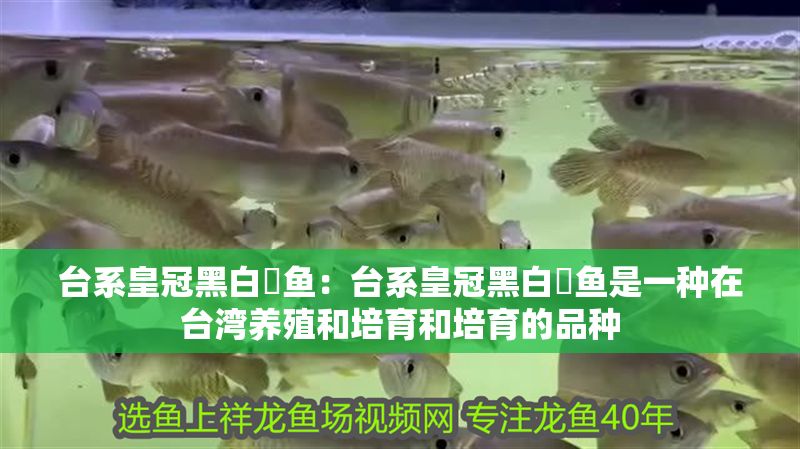 臺系皇冠黑白魟魚：臺系皇冠黑白魟魚是一種在臺灣養殖和培育和培育的品種