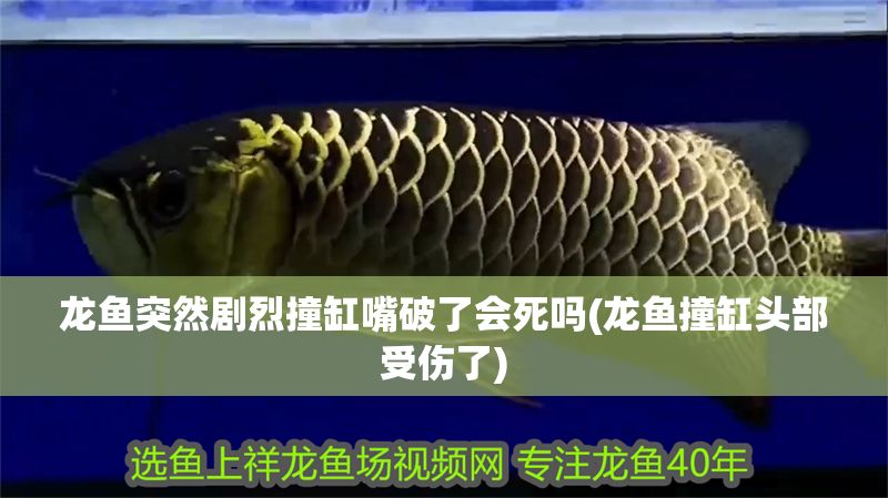 龍魚突然劇烈撞缸嘴破了會死嗎(龍魚撞缸頭部受傷了)