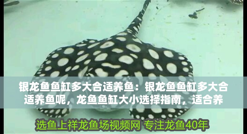 銀龍魚(yú)魚(yú)缸多大合適養(yǎng)魚(yú)：銀龍魚(yú)魚(yú)缸多大合適養(yǎng)魚(yú)呢，龍魚(yú)魚(yú)缸大小選擇指南，適合養(yǎng)