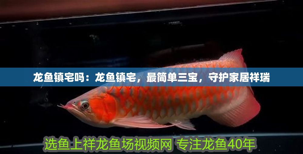 龍魚鎮宅嗎：龍魚鎮宅，最簡單三寶，守護家居祥瑞