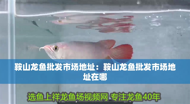 鞍山龍魚批發市場地址：鞍山龍魚批發市場地址在哪