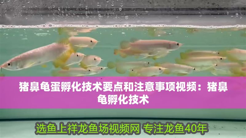 豬鼻龜蛋孵化技術要點和注意事項視頻：豬鼻龜孵化技術
