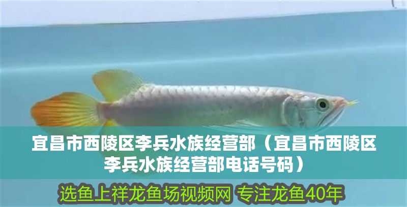 宜昌市西陵區李兵水族經營部（宜昌市西陵區李兵水族經營部電話號碼）