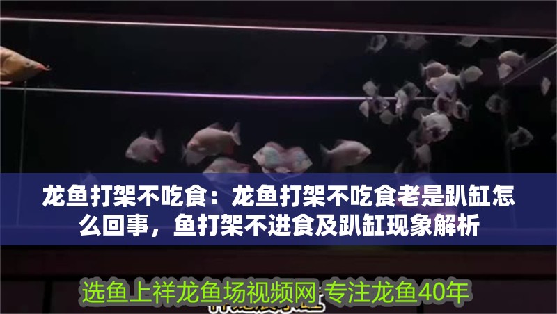 龍魚打架不吃食：龍魚打架不吃食老是趴缸怎么回事，魚打架不進(jìn)食及趴缸現(xiàn)象解析