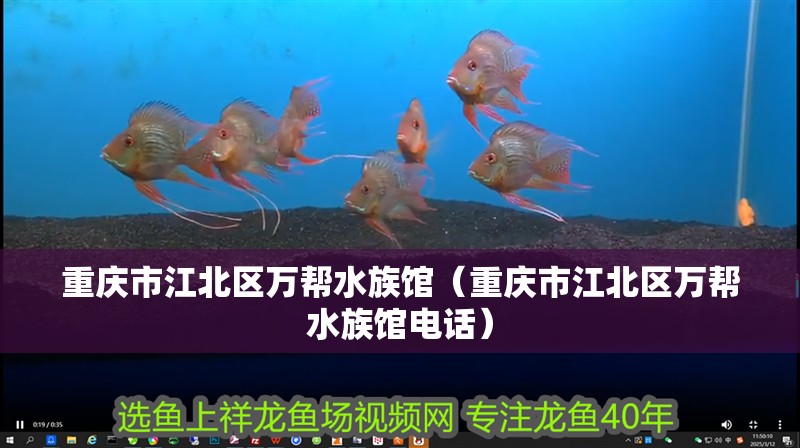 重慶市江北區萬幫水族館（重慶市江北區萬幫水族館電話）