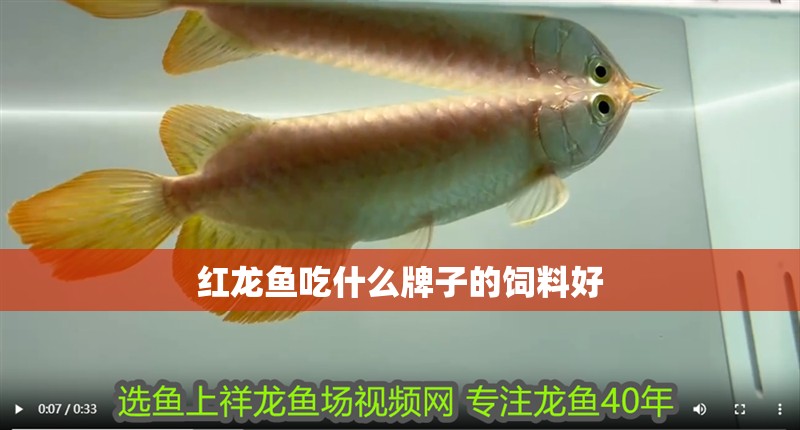 紅龍魚吃什么牌子的飼料好