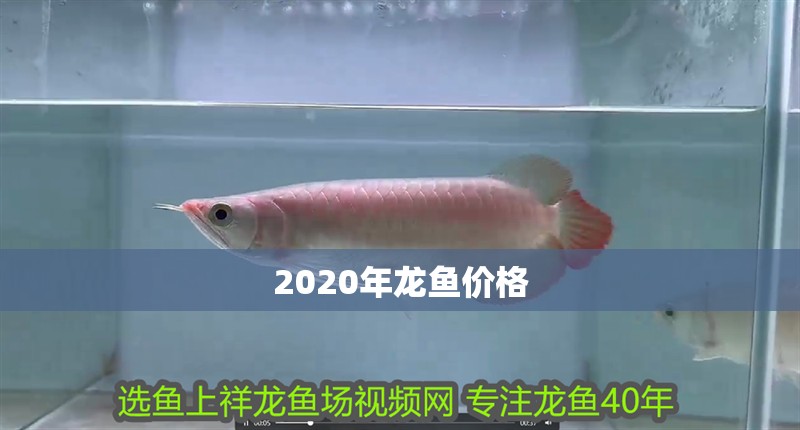 2020年龍魚價格