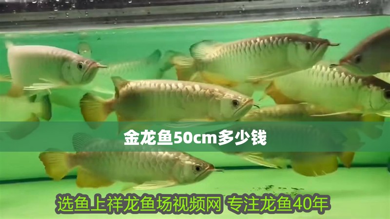 金龍魚50cm多少錢