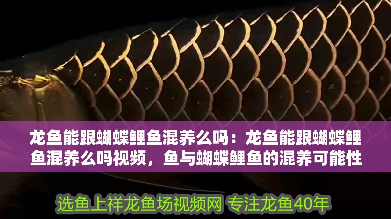 龍魚能跟蝴蝶鯉魚混養(yǎng)么嗎：龍魚能跟蝴蝶鯉魚混養(yǎng)么嗎視頻，魚與蝴蝶鯉魚的混養(yǎng)可能性探討