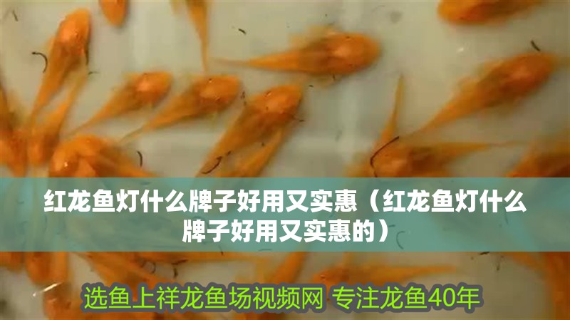 紅龍魚燈什么牌子好用又實惠（紅龍魚燈什么牌子好用又實惠的）