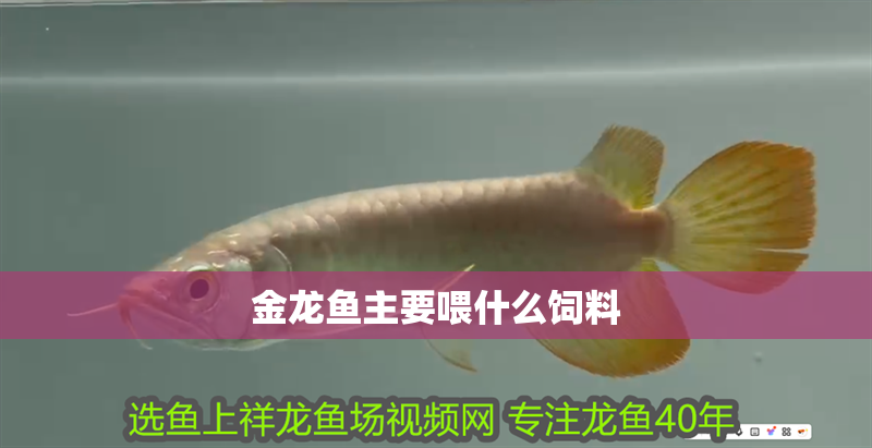 金龍魚主要喂什么飼料