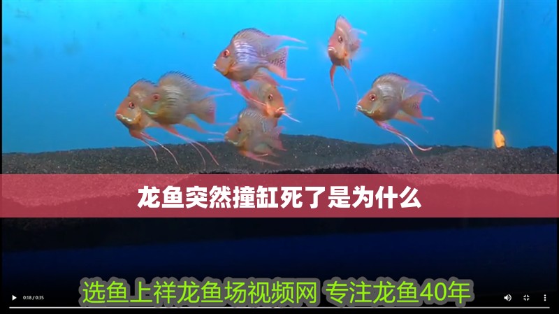 龍魚突然撞缸死了是為什么