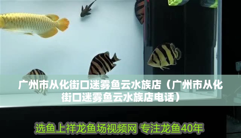 廣州市從化街口迷霧魚云水族店（廣州市從化街口迷霧魚云水族店電話）