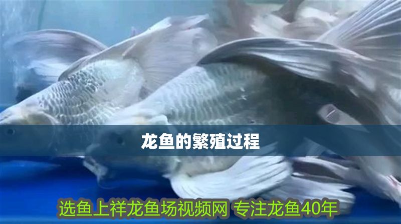 龍魚的繁殖過(guò)程