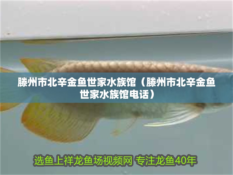 滕州市北辛金魚世家水族館（滕州市北辛金魚世家水族館電話）