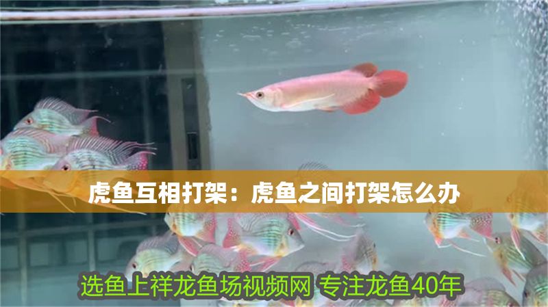 虎魚互相打架：虎魚之間打架怎么辦 虎魚互相打架：虎魚之間打架怎么辦 虎魚百科 第2張