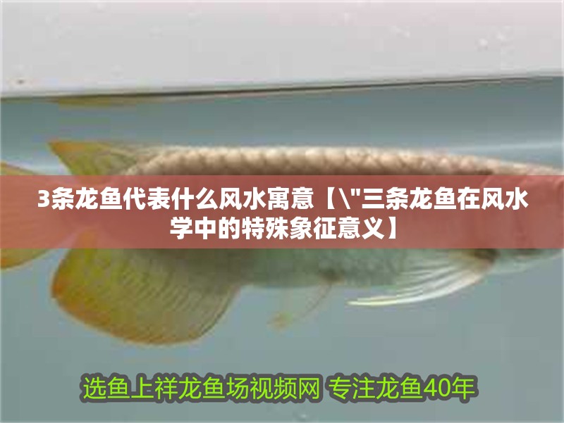 3條龍魚代表什么風水寓意【\