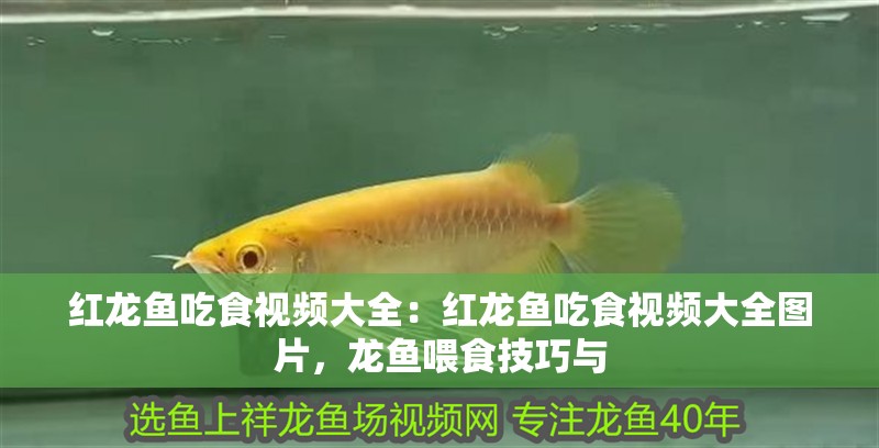 紅龍魚吃食視頻大全：紅龍魚吃食視頻大全圖片，龍魚喂食技巧與