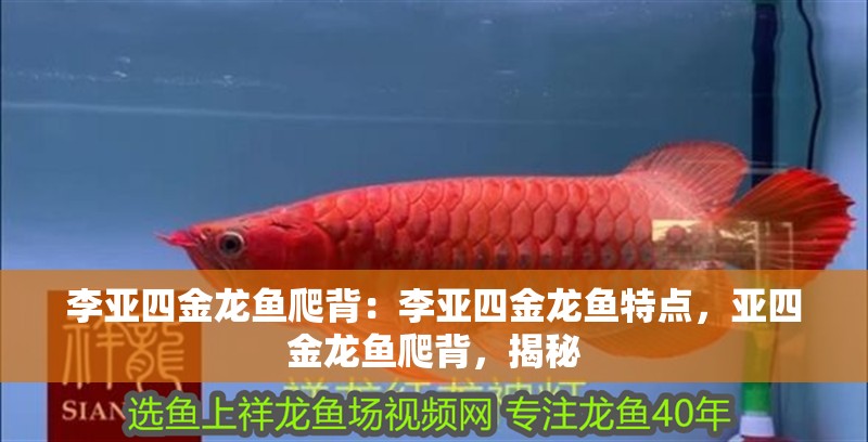 李亞四金龍魚爬背：李亞四金龍魚特點，亞四金龍魚爬背，揭秘