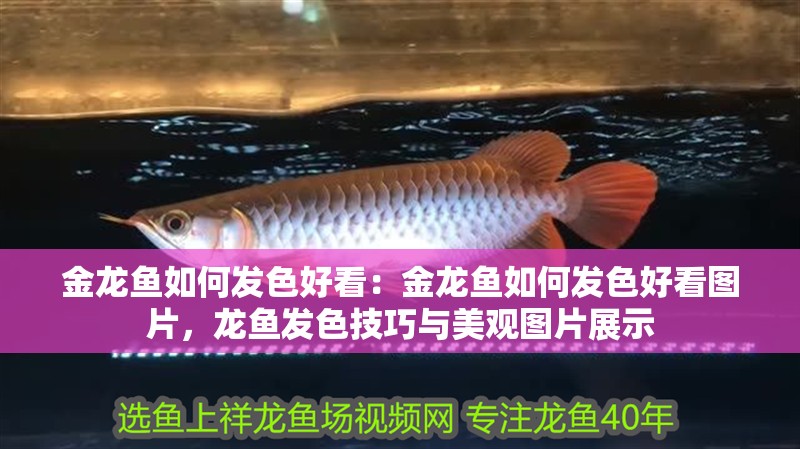 金龍魚如何發色好看：金龍魚如何發色好看圖片，龍魚發色技巧與美觀圖片展示