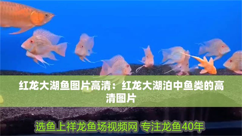 最貴的血紅龍魚品種排名榜：探秘最貴血紅龍魚品種排名榜，奢華水族背后的珍稀密碼