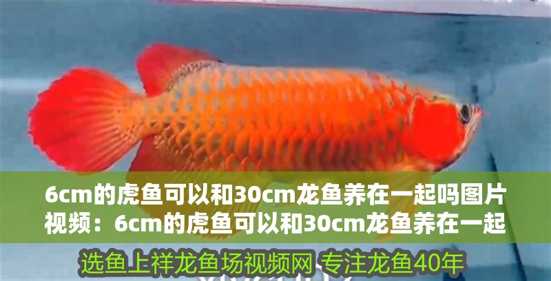 6cm的虎魚可以和30cm龍魚養在一起嗎圖片視頻：6cm的虎魚可以和30cm龍魚養在一起嗎圖片視頻講解，魚與龍魚共養指南，6cm虎魚與30cm龍魚的和諧