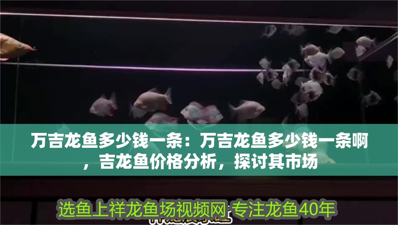 萬(wàn)吉龍魚(yú)多少錢一條：萬(wàn)吉龍魚(yú)多少錢一條啊，吉龍魚(yú)價(jià)格分析，探討其市場(chǎng)