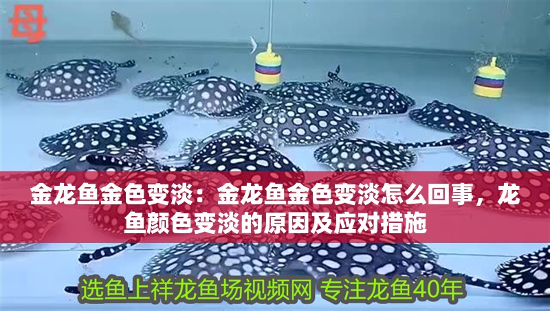 金龍魚金色變淡：金龍魚金色變淡怎么回事，龍魚顏色變淡的原因及應(yīng)對措施