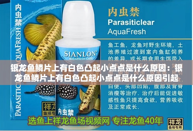 銀龍魚鱗片上有白色凸起小點點是什么原因：銀龍魚鱗片上有白色凸起小點點是什么原因引起的，龍魚鱗片上白色凸起小點點的原因