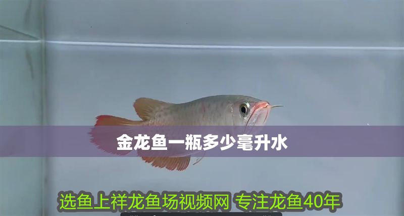 金龍魚一瓶多少毫升水