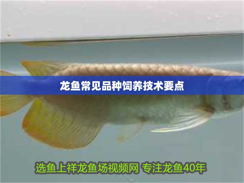 龍魚常見品種飼養技術要點