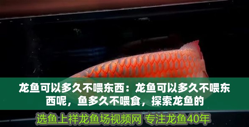 龍魚可以多久不喂東西：龍魚可以多久不喂東西呢，魚多久不喂食，探索龍魚的