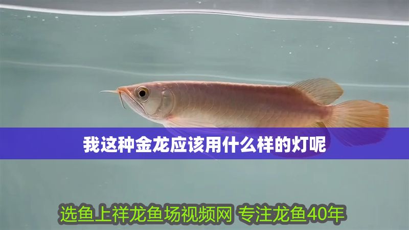 我這種金龍應該用什么樣的燈呢