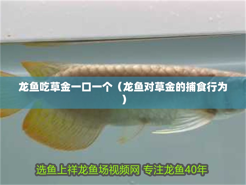 龍魚吃草金一口一個（龍魚對草金的捕食行為）