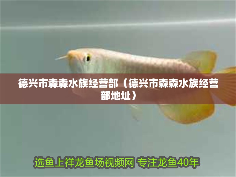 德興市森森水族經營部(德興市森森水族經營部地址) 全國水族館企業名錄 第2張 德興市森森水族經營部(德興市森森水族經營部地址) 德興市森森水族經營部(德興市森森水族經營部地址) 全國水族館企業名錄 第2張