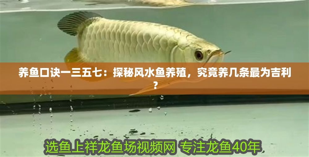 養(yǎng)魚口訣一三五七：探秘風(fēng)水魚養(yǎng)殖，究竟養(yǎng)幾條最為吉利？