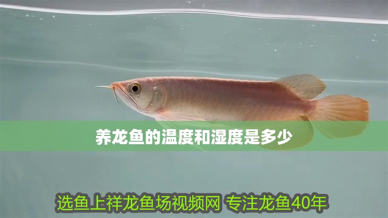 養龍魚的溫度和濕度是多少