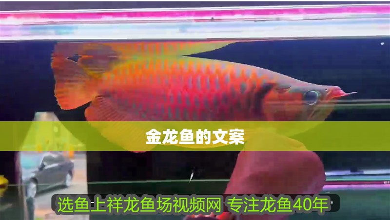金龍魚的文案