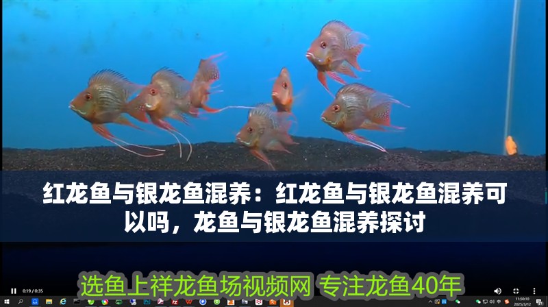 紅龍魚與銀龍魚混養(yǎng)：紅龍魚與銀龍魚混養(yǎng)可以嗎，龍魚與銀龍魚混養(yǎng)探討