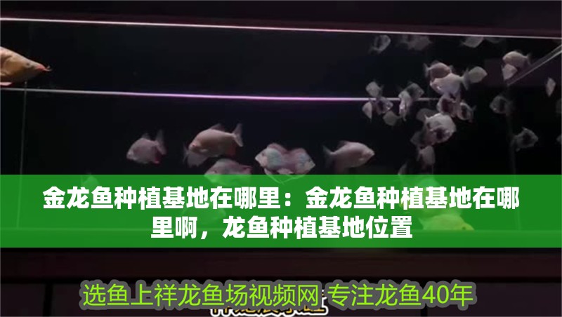 金龍魚種植基地在哪里：金龍魚種植基地在哪里啊，龍魚種植基地位置