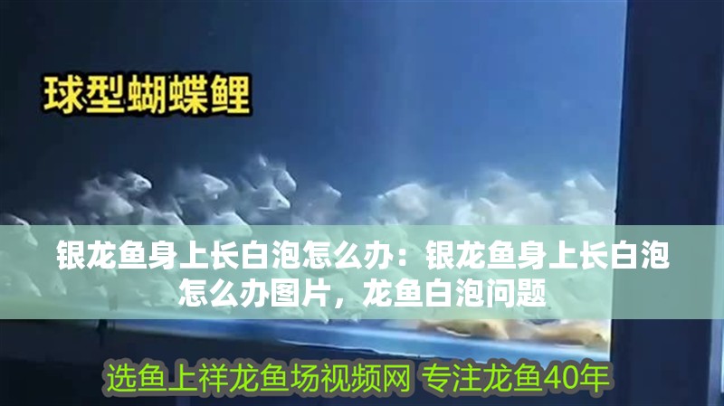 銀龍魚身上長白泡怎么辦：銀龍魚身上長白泡怎么辦圖片，龍魚白泡問題
