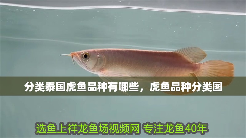 分類泰國虎魚品種有哪些，虎魚品種分類圖