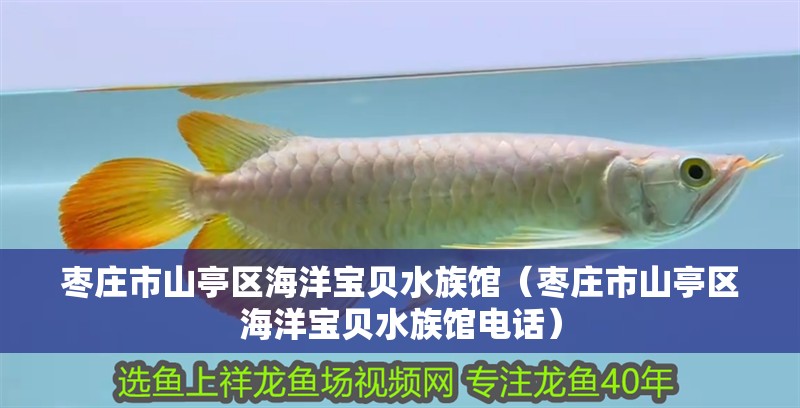 棗莊市山亭區海洋寶貝水族館（棗莊市山亭區海洋寶貝水族館電話） 棗莊市山亭區海洋寶貝水族館（棗莊市山亭區海洋寶貝水族館電話） 全國水族館企業名錄 第2張