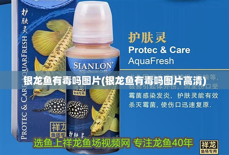 銀龍魚有毒嗎圖片(銀龍魚有毒嗎圖片高清)