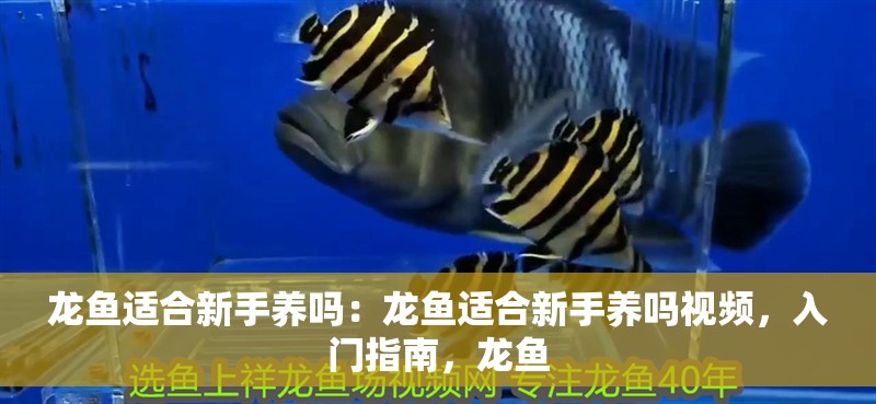 龍魚適合新手養(yǎng)嗎：龍魚適合新手養(yǎng)嗎視頻，入門指南，龍魚