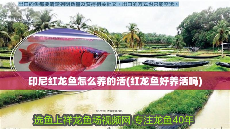 印尼紅龍魚怎么養的活(紅龍魚好養活嗎)